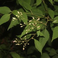 Cyanthillium hookerianum (Arn.) H.Rob.